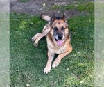 Small #1 German Shepherd Dog