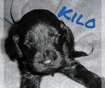 Small Photo #1 Goldendoodle Puppy For Sale in SUMMERFIELD, LA, USA