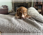 Small #3 Mutt
