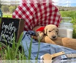 Small #10 Goldendoodle