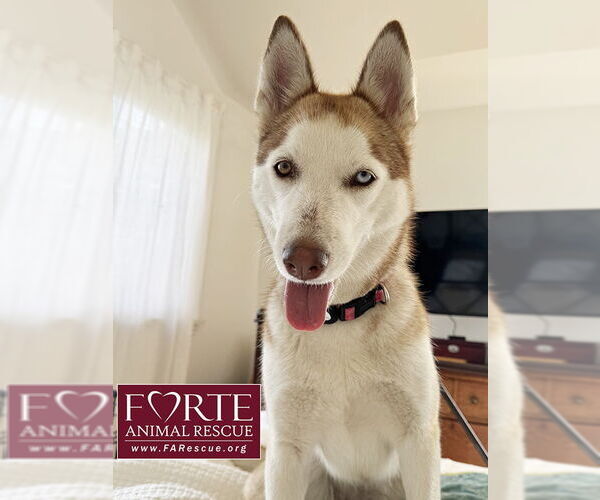 Medium Photo #2 Siberian Husky Puppy For Sale in Marina del Rey, CA, USA