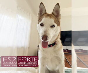 Mabel - Female Siberian Husky Dog for Adoption - Photo #2