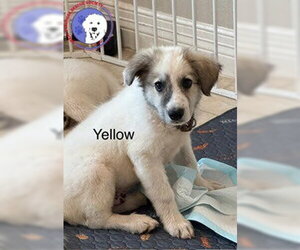Rory - Male Great Pyrenees Dog for Adoption - Photo #5