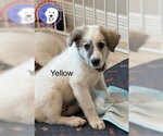 Small #4 Great Pyrenees