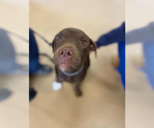 Medium Photo #1 Mutt Puppy For Sale in Chula Vista, CA, USA