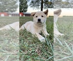 Puppy Wooton Shiba Inu