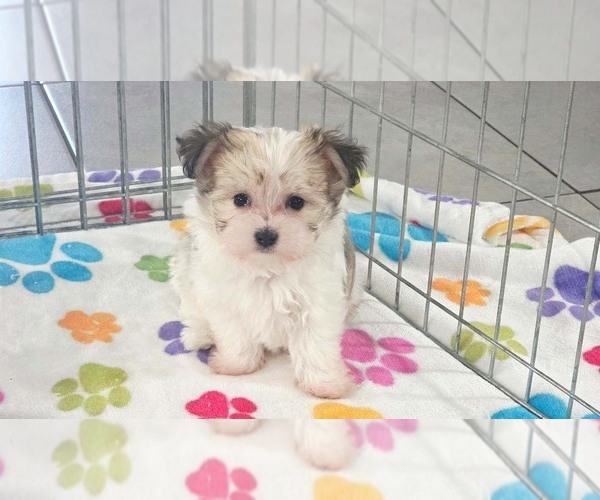 Medium Photo #9 Papitese Puppy For Sale in ORO VALLEY, AZ, USA