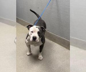 Medium American Pit Bull Terrier Mix