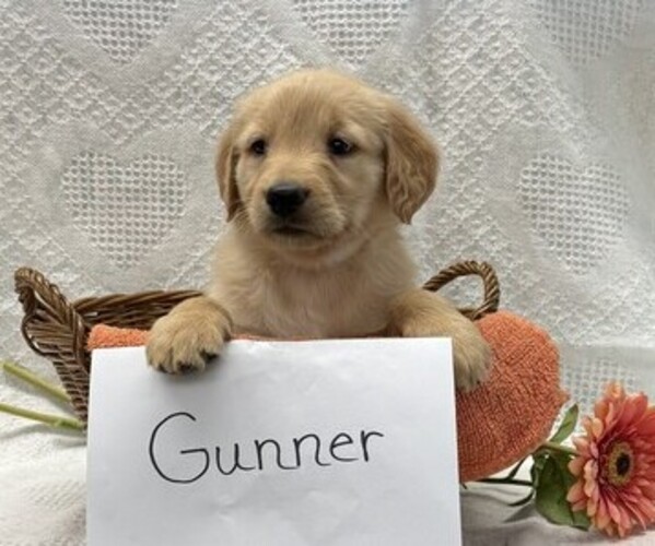 Medium Photo #2 Golden Retriever Puppy For Sale in OWEN, WI, USA
