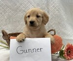 Small #1 Golden Retriever