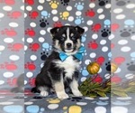 Small Photo #2 Pomsky Puppy For Sale in CHRISTIANA, PA, USA
