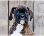 Small #1 Boxer