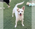Small #2 Chihuahua Mix