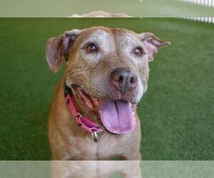 American Bulldog-Unknown Mix Dogs for adoption in West Palm Beach, FL, USA