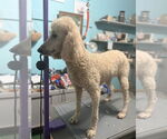 Small #1 Poodle (Standard)