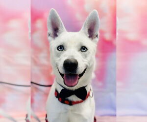 Siberian Husky Dogs for adoption in Jackson , NJ, USA