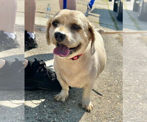 Mutt Dogs for adoption in Virginia Beach, VA, USA