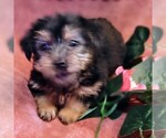 Puppy Nugget Yorkshire Terrier