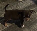 Small Photo #1 Chihuahua Puppy For Sale in ARANSAS PASS, TX, USA
