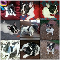 French Bulldog Puppy for sale in CHESNEE, SC, USA