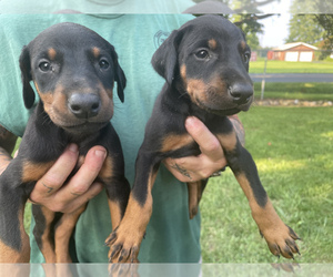 Doberman Pinscher Puppy for sale in BRACEVILLE, OH, USA