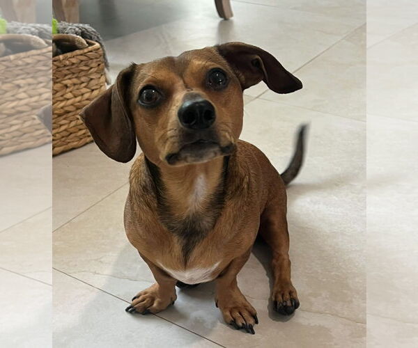 Medium Photo #5 Dachshund Puppy For Sale in Weston, FL, USA