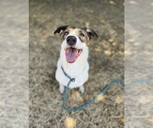 Australian Cattle Dog-Unknown Mix Dogs for adoption in Chico, CA, USA