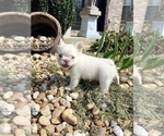 Cotton Ball - Female French Bulldog Puppy for Sale - Photo #7