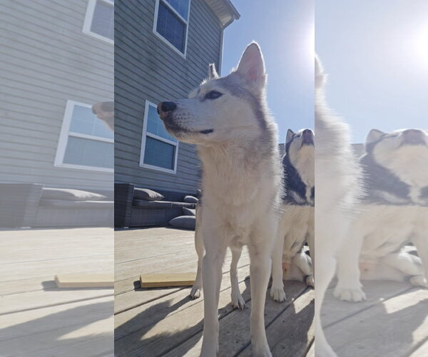 Medium Photo #13 Siberian Husky-Unknown Mix Puppy For Sale in Columbus, IN, USA