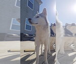 Small #12 Siberian Husky Mix