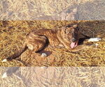 Small #1 Mutt