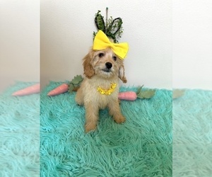 Goldendoodle (Miniature) Puppy for sale in ORLANDO, FL, USA