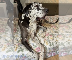 Father of the Cane Corso-Great Dane Mix puppies born on 06/06/2025