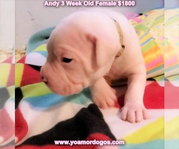 Medium Photo #31 Dogo Argentino Puppy For Sale in JANE, MO, USA