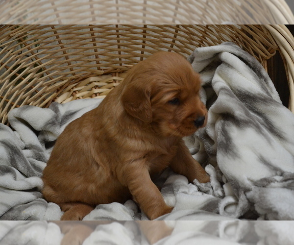 Medium Photo #1 Golden Retriever Puppy For Sale in GREENWOOD, WI, USA