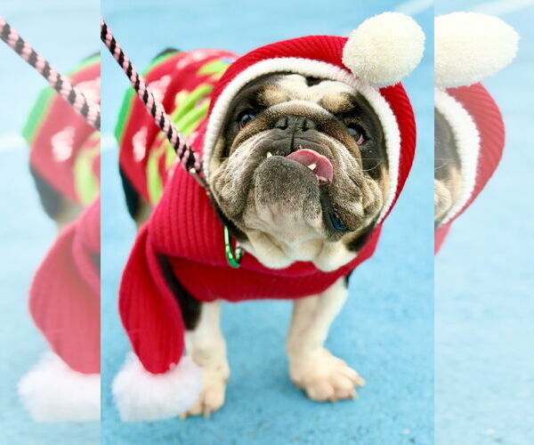 Medium Photo #2 Bulldog-Unknown Mix Puppy For Sale in West Cornwall, CT, USA