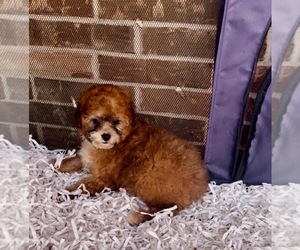 Miniature Australian Shepherd-Poodle (Toy) Mix Puppy for Sale in AZLE, Texas USA