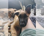 Puppy Denali German Shepherd Dog