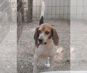 Mother of the Beagle puppies born on 06/02/2025