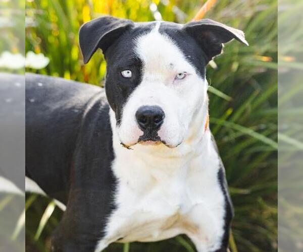 Medium Photo #2 Mutt Puppy For Sale in Camarillo, CA, USA