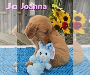 Golden Retriever Puppy for sale in FREMONT, MI, USA