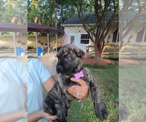 Medium Presa Canario