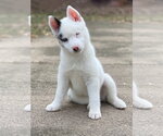 Small #11 Pomsky