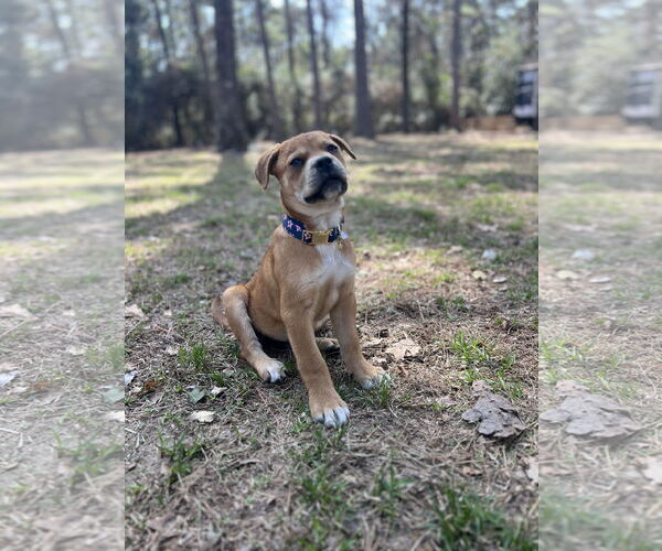 Medium Photo #2 Labrador Retriever-Red Heeler Mix Puppy For Sale in The Woodlands, TX, USA