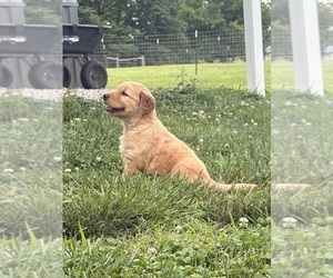 Golden Retriever Puppy for sale in CUB RUN, KY, USA
