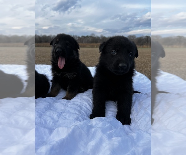 Medium Photo #3 German Shepherd Dog Puppy For Sale in GREENVILLE, NC, USA