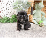 Small #7 Shih Tzu
