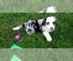 Small #6 Cavalier King Charles Spaniel-Miniature Australian Shepherd Mix