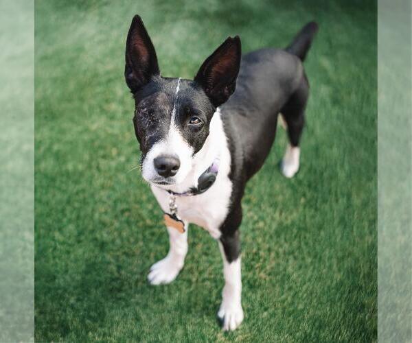 Medium Photo #8 Border Collie-Unknown Mix Puppy For Sale in San Diego, CA, USA