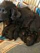 Small Photo #5 Boykin Spaniel Puppy For Sale in COLONIAL HEIGHTS, VA, USA